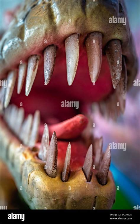 Open mouth showing sharp teeth of a Velociraptor dinosaur statue Stock Photo - Alamy