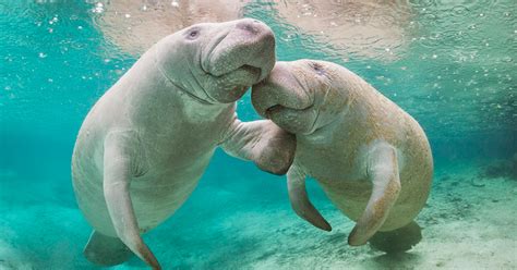 Seacow Social Media Website for social Manatees, Sea cows, Dugongs, and ...