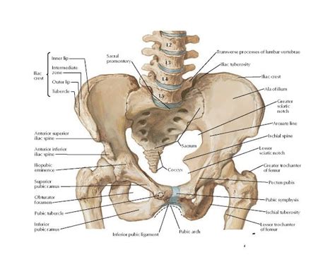 Bony Framework of Pelvis Anatomy Sacral promontory, Transverse processes of lumbar vertebrae ...