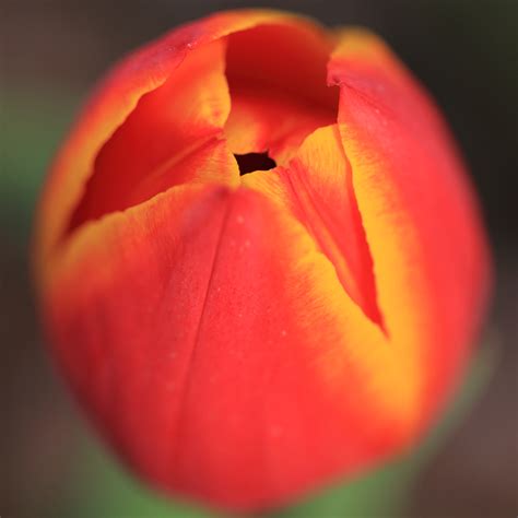 Free Images : flower, petal, tulip, high, red, close up, tokyo, 5d, hires, markii, hi, res ...