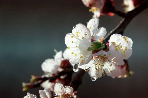 Apricot Flowers » All The Facts