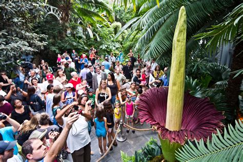 D.C. Corpse Flower Attracts Big Crowds, Eager For Titan Arum's Fleeting Odor (PHOTOS, VIDEO ...