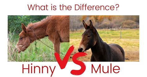 Hinny Vs Mule Difference - Reproduction Online