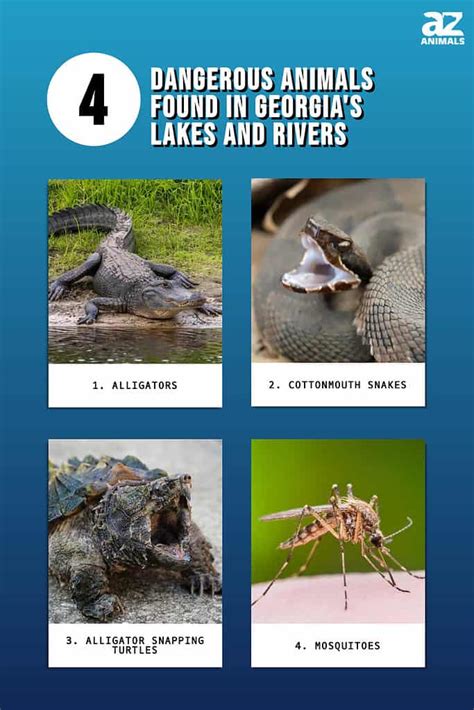 Beware of These 4 Dangerous Animals Found in Georgia's Lakes and Rivers - A-Z Animals