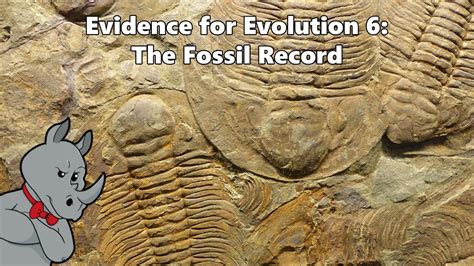 Evidence Of Evolution Fossil Record Examples