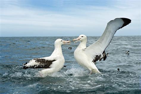 Gibson's Wandering Albatrosses Photograph by Tony Camacho - Fine Art America