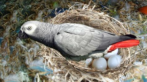 The hatching of a parrot egg- African Grey Parrot laying eggs - YouTube