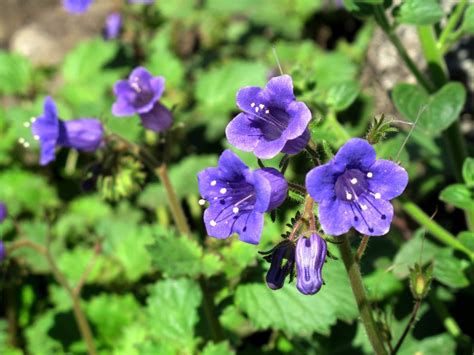 What Are Desert Bluebells - Learn How To Grow A Desert Bluebell Plant