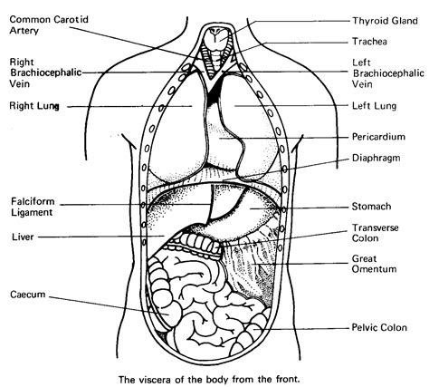 Body Parts Coloring Pages - Coloring Home