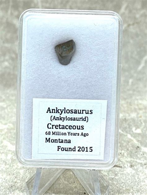 Ankylosaurus Tooth