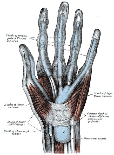 The Muscles and Fasciæ of the Hand - Human Anatomy