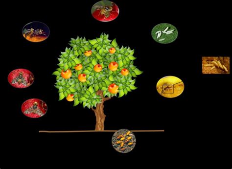 Cycle biologique des Tephritidae frugivores comprenant six étapes ...