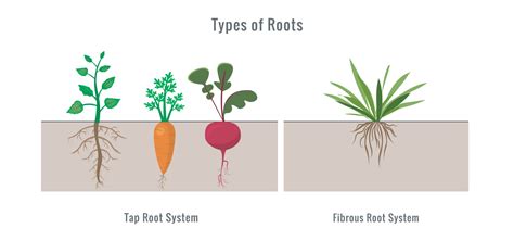 Different types of root systems in plants vector illustration 23452915 Vector Art at Vecteezy