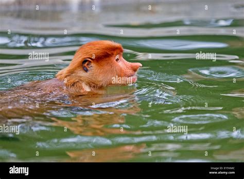 Proboscis Monkey bathing - Labuk Bay Sabah Borneo Malaysia Stock Photo ...