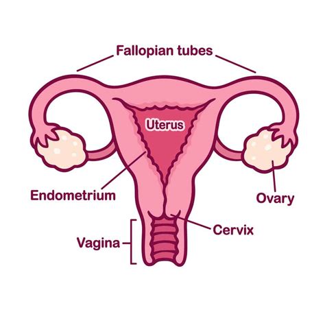 Draw A Well Labelled Diagram Of Female Reproductive System Also Write ...