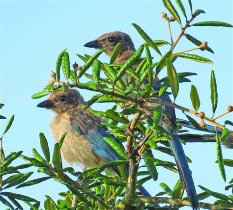 Creating a Florida scrub-jay conservation safe haven in the Greenway | Ocala Gazette