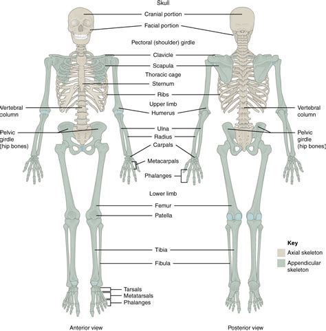 Diagram Of The Appendicular Skeleton