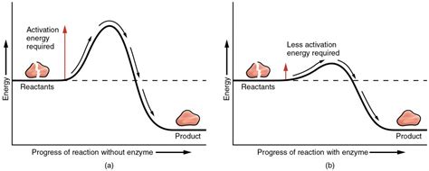 Chemical Reactions | Anatomy and Physiology I