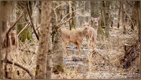 One Female Deer Can Have Multiple Fetuses, How Many and Why Should We Care? – Wildlife ...