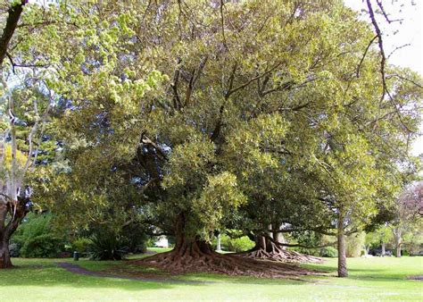 Moreton Bay Fig - Warrnambool Botanic Gardens