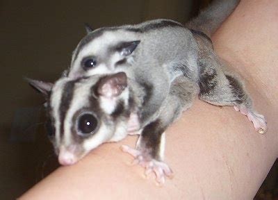 Keeping Sugar Gliders as Pets Information and Pictures