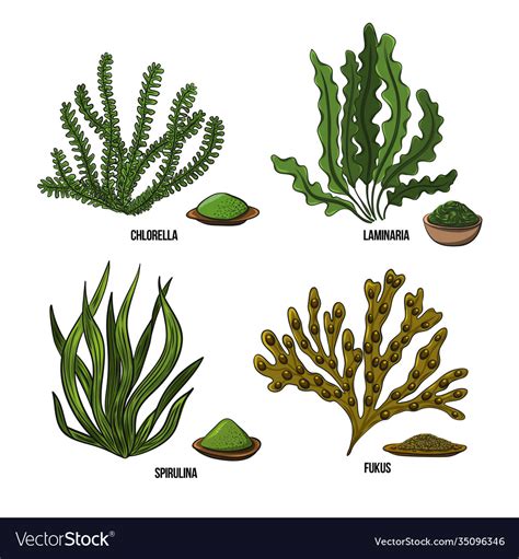 Algae set - chlorella spirulina kelp laminaria Vector Image