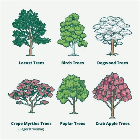 Free Vector | Hand drawn type of trees collection