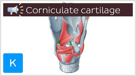 Corniculate cartilage | Anatomical Terms Pronunciation by Kenhub - YouTube