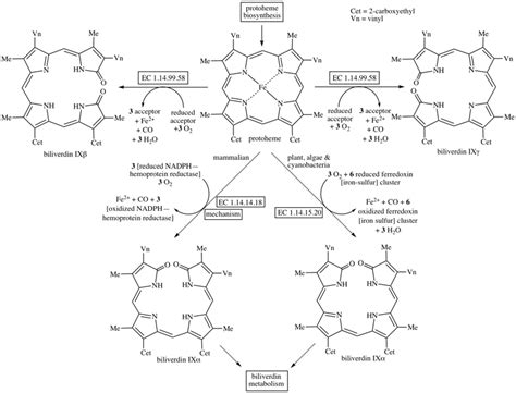 biliverdin biosynthesis