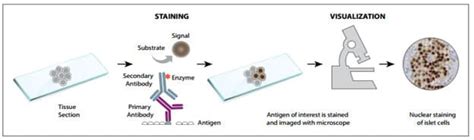 IHC Products and Resources: Novus Biologicals