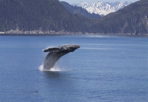 2048x1536 resolution | Whale jumping from ocean, humpback, megaptera novaeangliae HD wallpaper ...