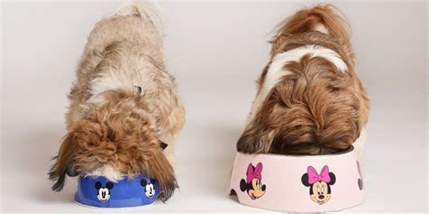 Check Out the New Disney Collection By Heads Up For Tails