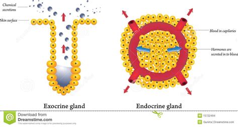 Endocrine, Exocrine gland, Endocrine system nursing