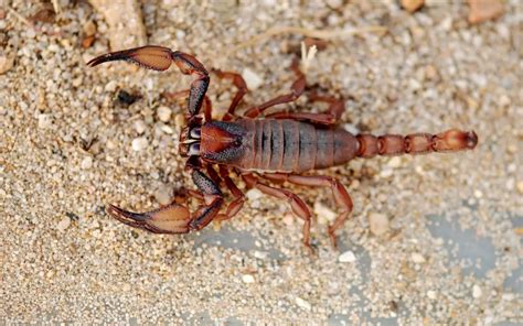 How do scorpions reproduce? Scorpion reproduction facts - The Spider Blog