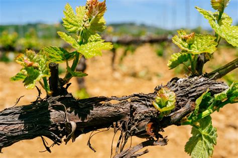 Discover the Unique Characteristics of the Mencía Grape Variety