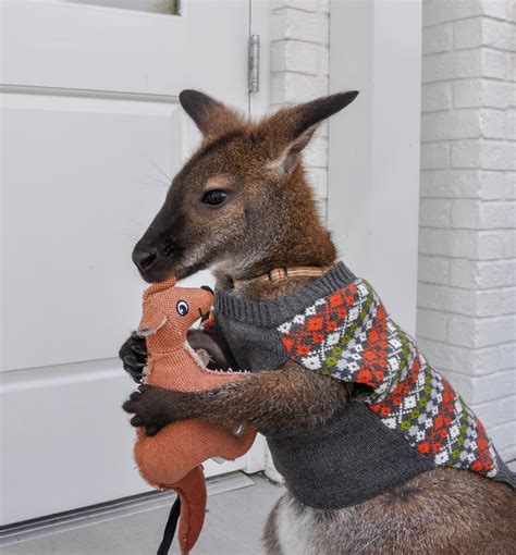 Meet Jack, The Most Popular Wallaby On Instagram - Our Funny Little Site