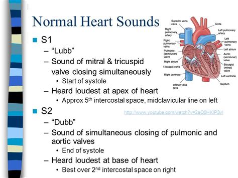 Tricuspid Valve, Mitral Valve, Heart Sounds, Normal Heart, Vena ...