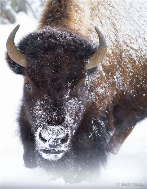 Yellowstone - Scott Walton Photographs - Landscape and Nature Photography