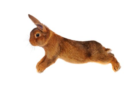 How High Can Rabbits Jump? Tips to Keep Them Safe While Jumping - Every ...