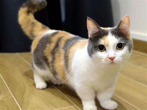 Munchkin Cat Breed: 5 Things You Have To Know About Them