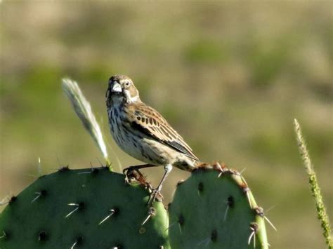 Viewing nature with Eileen: New Mexico Birds