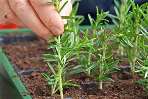 How to Propagate Rosemary: Turn One Plant Into Dozens