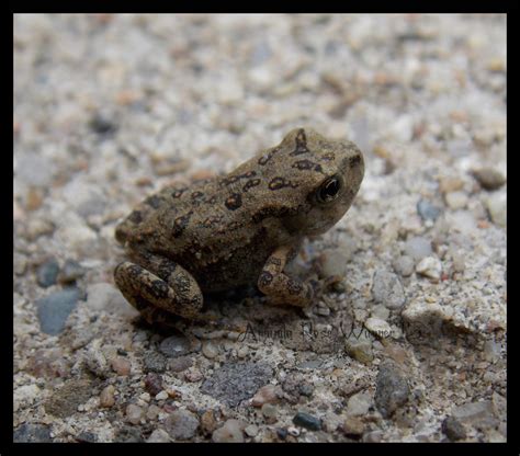 American Toad Baby by TheBumbleRaven on DeviantArt