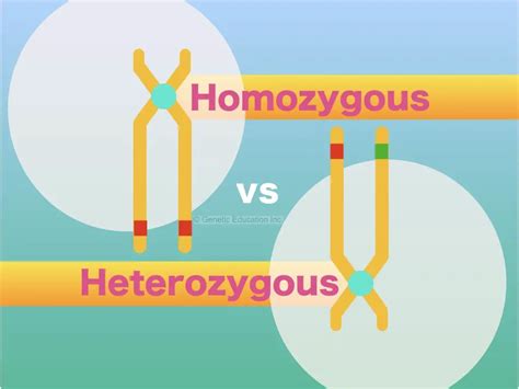 A Comparison Between Homozygous vs Heterozygous – Genetic Education