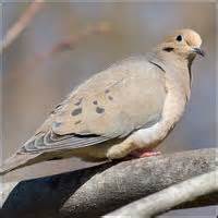 Mourning Dove call | Old Farmer's Almanac