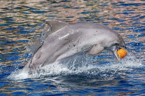 Dolphin playing with his ball and covered with wat - Dolphin by ...