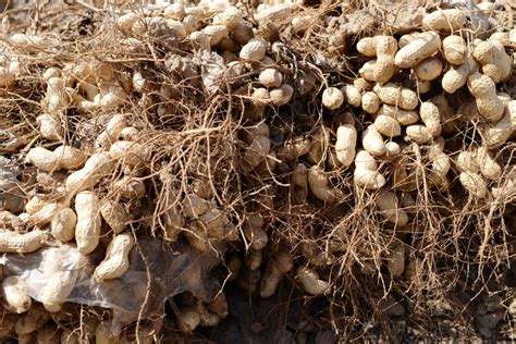 How to Plant, Grow, and Harvest Peanuts - Harvest to Table