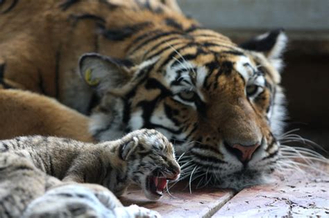 Photos of Tiger Cubs | POPSUGAR Pets
