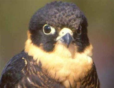 Bat Falcon - Dark Hooded Bat Predator | Animal Pictures and Facts | FactZoo.com