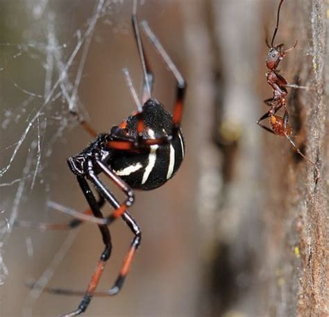 Black Widow Spider Identification | Owlcation